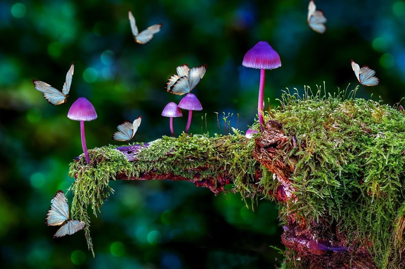 Whimsical Forests